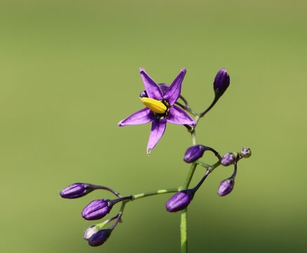 Solanum dulcamara (climbing nightshade, bittersweet, bitter nightshade) plant