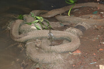Obraz premium Large brown snake coiled on the ground in a forest habitat with wildlife slithering outdoors