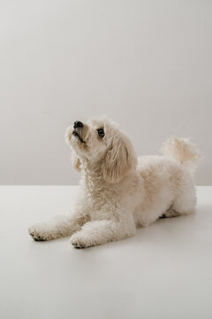 Cute Maltipoo Dog Isolated on White Background
Adorable Maltipoo dog sitting and looking at the camera, isolated on a white background. Small designer breed puppy with fluffy fur, ideal for pet, 