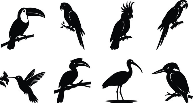 Tropical birds black silhouette icon set featuring toucan parrot cockatoo macaw hummingbird hornbill ibis and kingfisher perched on branches