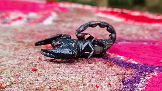 Black Scorpion Crawling on Stone Surface, Macro Close Up of Venomous Arachnid, Wildlife, Nature, Arthropod, Biodiversity