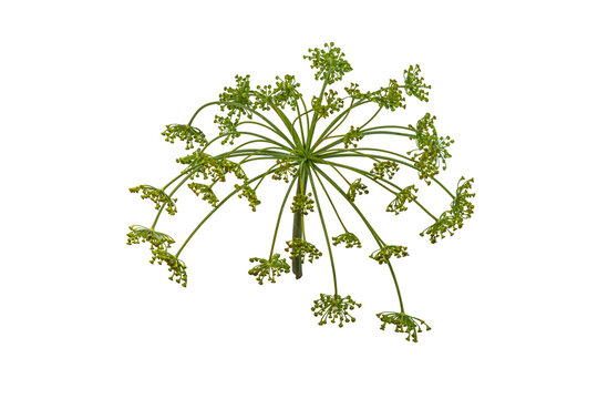 Dill umbel inflorescence macro botanical radial floral cluster isolated