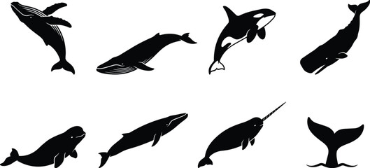 Silhouette Collection of Whale Species Including Humpback, Blue, Orca, Narwhal, and Whale Tail for Marine Life Design © Shariful