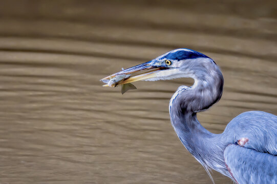 Great Blue Heron with Fish