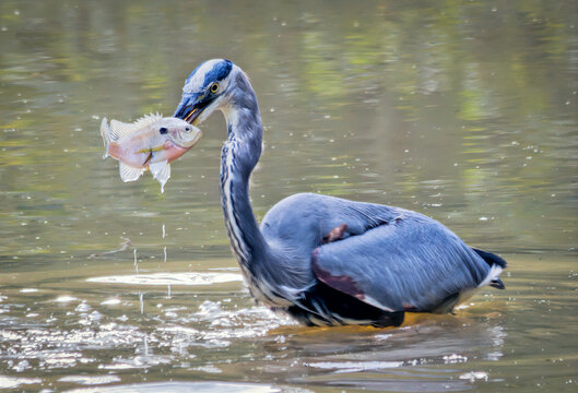 Heron Speared Fish