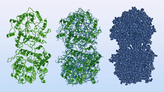 Klotho protein molecule, enzyme, alpha klotho monomer structure, anti aging longevity research target, metabolic regulation hormone, 3d render