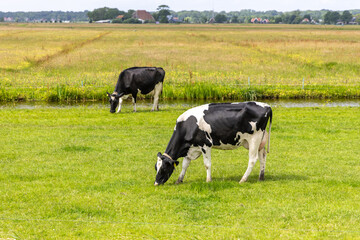 Two black and white dairy cows grazing on lush green grass in a rural landscape with a stream and distant trees under a clear blue sky © Kateryna Muzhevska
