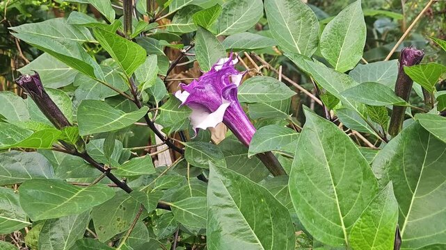 Purple Devil's Trumpet Datura metel flower blooming in a natural garden. The elegant trumpet-shaped blossom with purple and white petals is captured in natural daylight