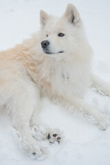 Fototapeta premium A portrait of a Samoyed dog on a walk in winter. 