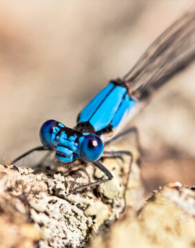 Blue Damselfly Closeup
