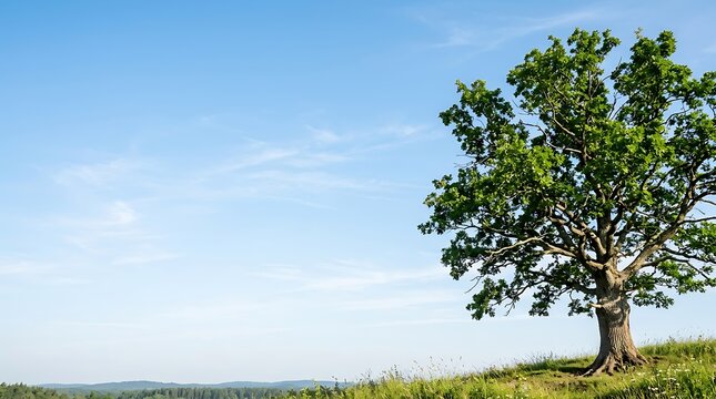 Solitary oak tree on a grassy hill against a clear blue sky