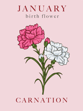 Carnation Illustration. January Birth Month Flower. Hand Drawn carnation flower vector illustration. Botanical art