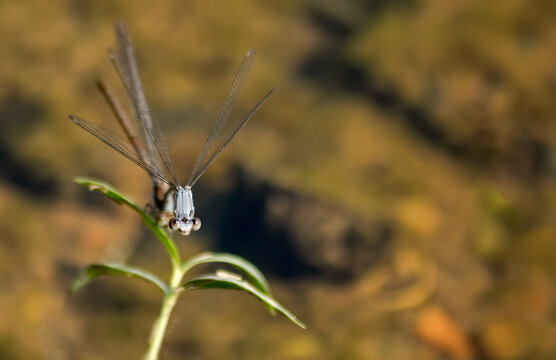 Small Damselfly Closeup
