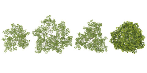 Obraz premium 3d illustration of Maple,Oak plants on transparent background from the top view