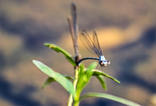 Two Damselflies