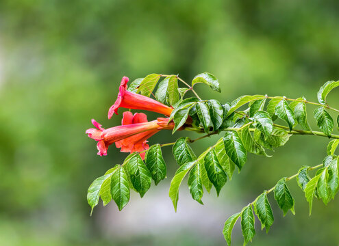 Trumpet Vine