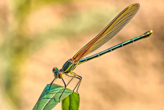 Orange Damselfly Profile