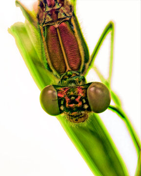 Damselfly Extreme Closeup