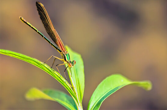 Orange Damselfly on Plant