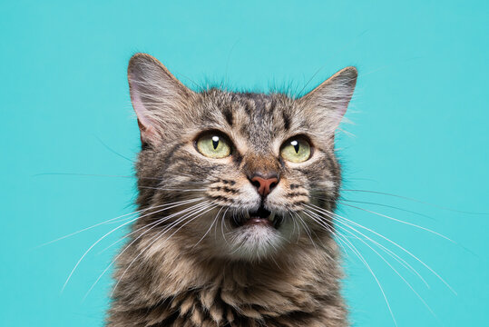 Expressive Tabby Cat Meowing Against Turquoise Background