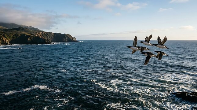 Common murres flying over the ocean along a rocky coast