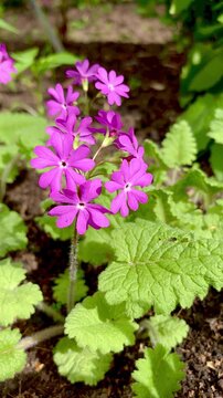 Primula sieboldii (Sibold's Primrose) is an herbaceous perennial plant with clusters of delicate pink petals.