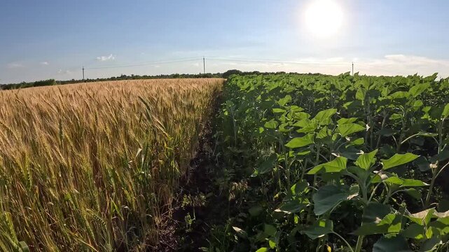 A wheat field and a young soybean field are two separate fields