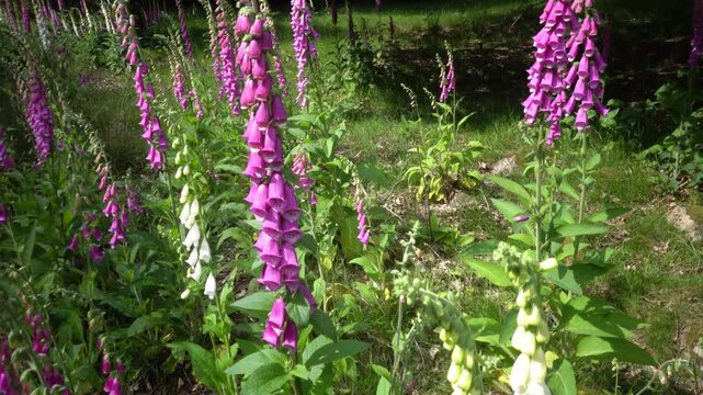 Lund, Sweden A Common Foxglove, Digitalis Purpurea, growing in the forest.  