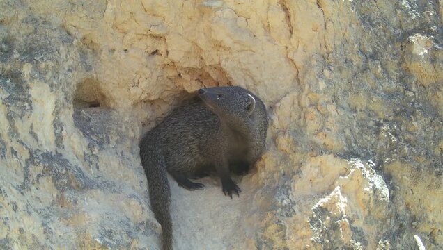 Egyptian mongoose (Herpestes ichneumon) recorded in Spain