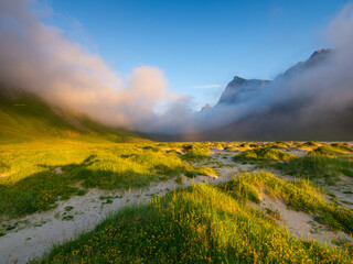 Obraz premium Coastline with flowers in a fjord in the Lofoten Islands, Norway. Midnight sun in the north. Scenic arctic landscape with mountains, flowers and sunset sky. Norwegian summer nature.