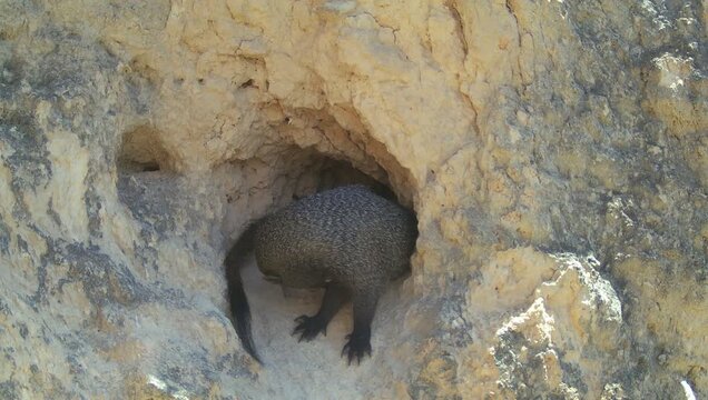 Egyptian mongoose (Herpestes ichneumon) recorded in Spain
