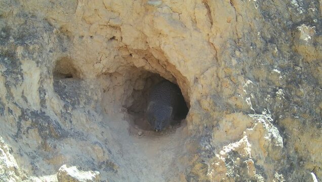 Egyptian mongoose (Herpestes ichneumon) recorded in Spain