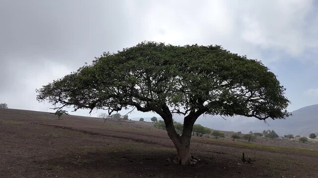 Ghaf tree in one of the mountains of Dhofar