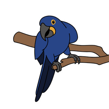Hyacinth Macaw