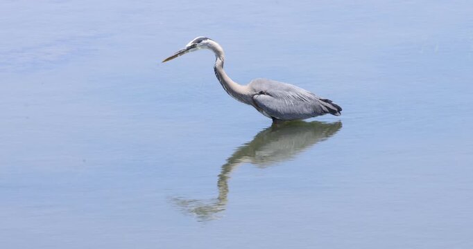 Great Blue Heron Standing Motionless in Still Water
