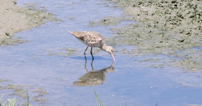 Marbled Godwit Probing a Sunlit Tidal Mudflat
