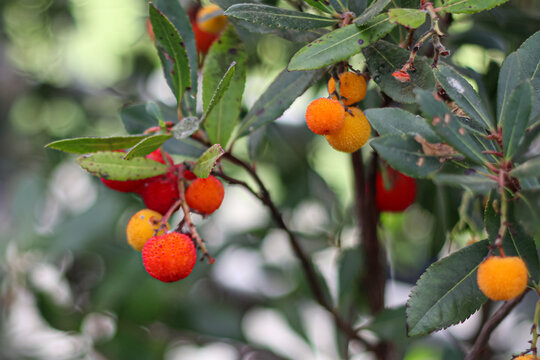 Close-up of ripening Arbutus unedo fruits in red and yellow on a branch with green leaves