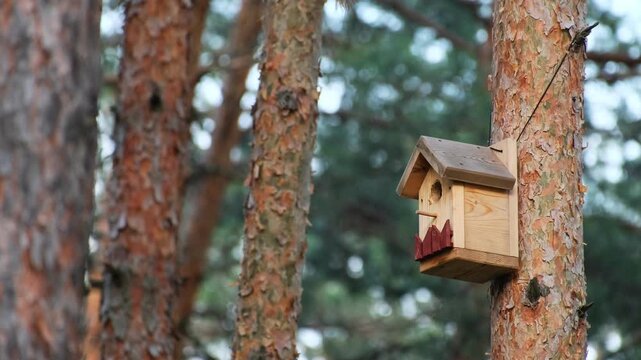 Family of Collared Flycatchers Feeding Hungry Chicks in Nesting Box. Wild Collared Flycatcher Pair Caring for Nestlings in Forest Birdhouse. Family of Birds Ficedula albicollis. Parent Birds Feeding B