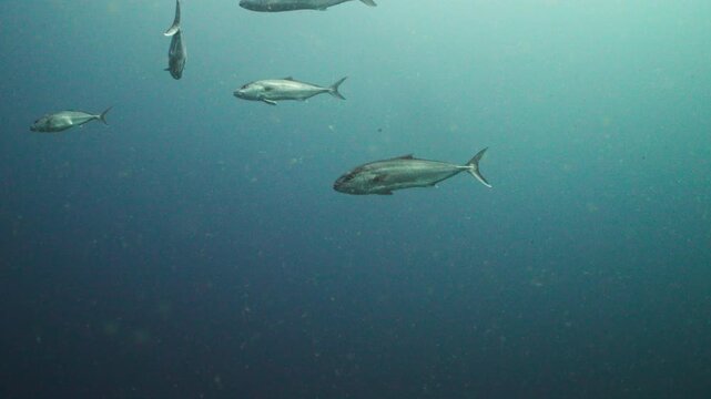 Massive School of Baitfish Panicking and Fleeing from Predatory Greater Amberjack
