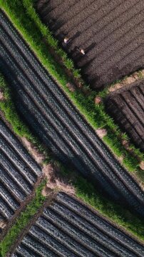 Workers arranged evenly outdoors. Uniformly spaced workers beneath soft sunlight. Workers are systematically divided across landscape with long shadows and natural border,Bali,Indonesia,vertical video