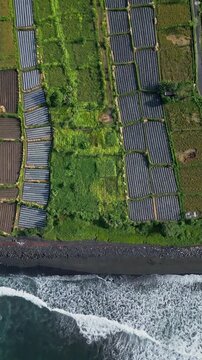 Aerial textured paddies and surf, close topdown view of mosaic plots, wet soil beds and planted rows, rhythmic shoreline foam, earthy tones and detailed field geometry,Bali,Indonesia,vertical video