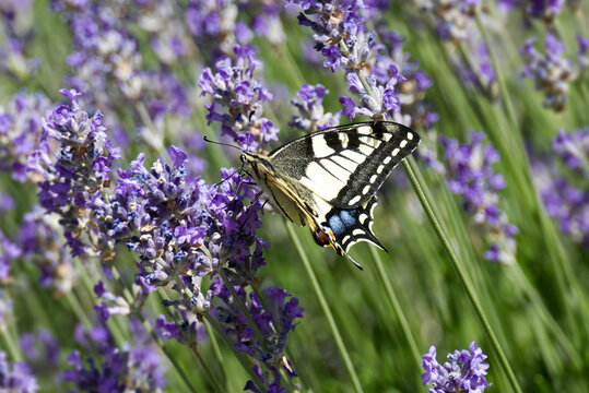 Old World Swallowtail or common yellow swallowtail (Papilio machaon) sitting on lavender in Zurich, Switzerland