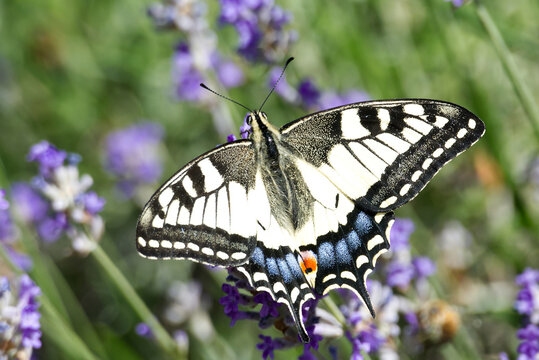 Old World Swallowtail or common yellow swallowtail (Papilio machaon) sitting on lavender in Zurich, Switzerland
