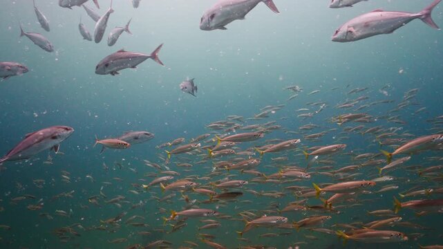 School of Mackerel Baitfish Surrounded by Greater Amberjack Underwater