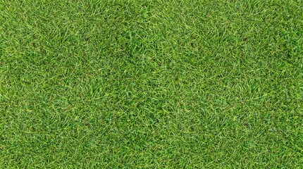 Fototapeta premium Vibrant Green Grass Texture for Garden Lawn Background