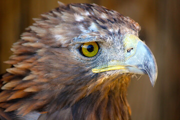 Naklejka premium bird of prey
