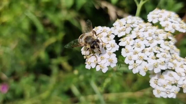 Common drone fly (Eristalis tenax) hoverfly insect perched on white yarrow flowers, feeding and pollinating the plant, outdoor wildlife stock video footage clip