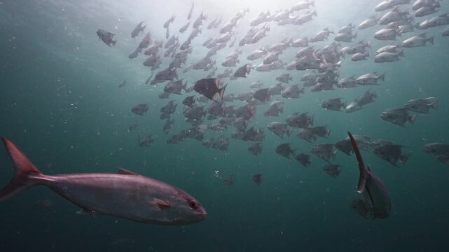 Title: Wide Angle Shot of a Large School of Spadefish in the Distance Underwater