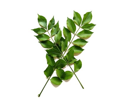 Fresh jocote Spondias purpurea leaves and branches from Guatemala
