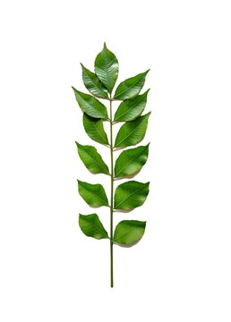 Fresh jocote Spondias purpurea leaf isolated on white background